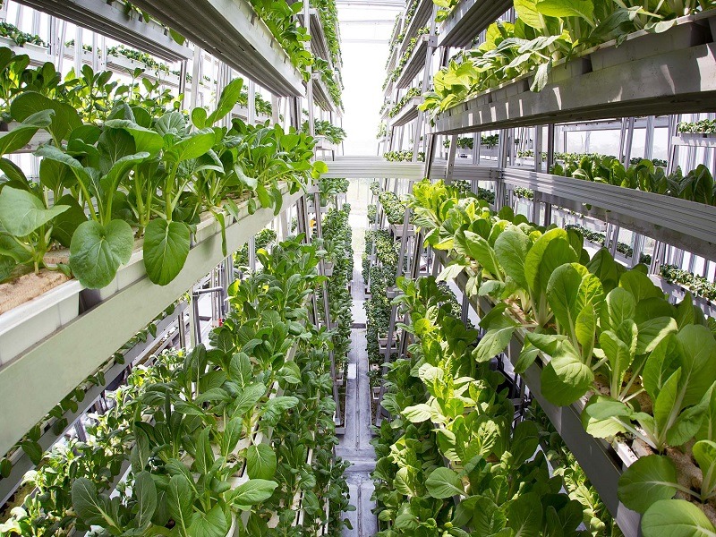 Urban Aquaculture